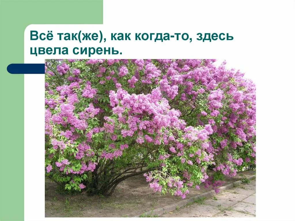 Проект сирень. Сирень куст целиком. Сирень 3 кустарника. Сирень дерево описание. Сирень кустарник описание.