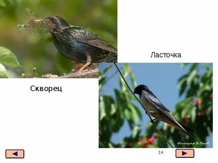 Грач ласточка скворец