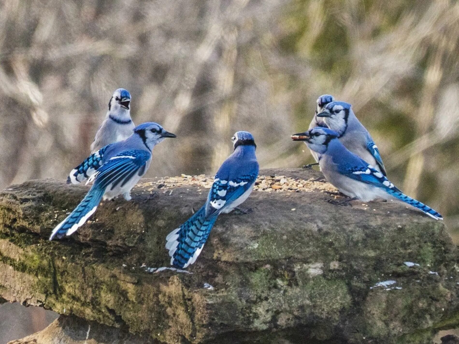 Две синие птицы. Голубая Сойка самец и самка. Сойка птица самец. «Голубые сойки». Сойка самка.