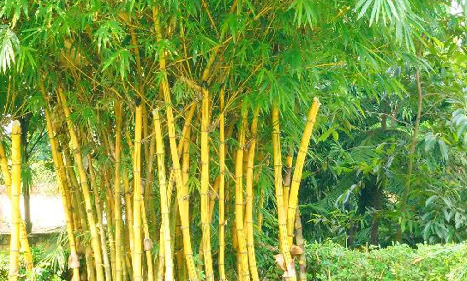 Бамбук золотой (Golden Bamboo). Филостахис зеленый бамбук. Бамбук золотистый "ауреакаулис". Phyllostachys bissetii.