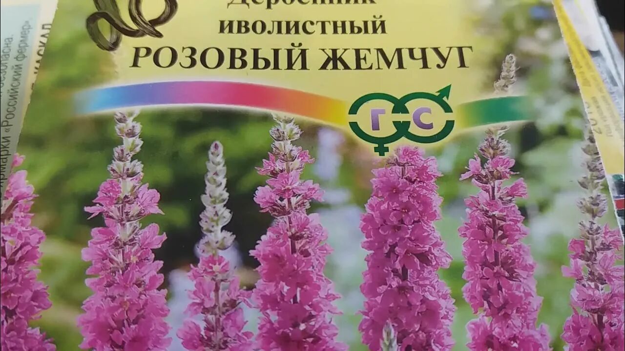 Леди сиквел дербенник. Дербенник иволистный леди сиквел. Дербенник дропмор перпл. Кипрей дербенник. Дербенник иволистный.