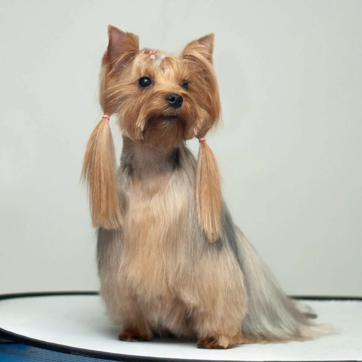 Йоркширский терьер стрижка налысо. Йоркширский терьер стандарт стрижки. Стрижка ёршский терьер. Стрижка для ершистый терьер. Как подстричь йорка девочку.