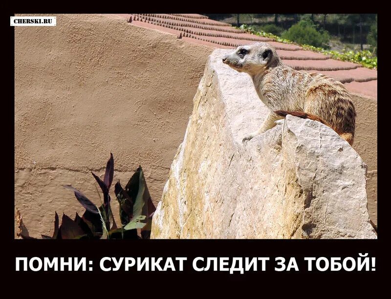 Сурикаты мем. Сурикаты мем. Сурикат джонни. Сурикат. Свой среди чужих мем.