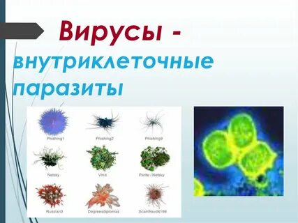 Царство вирусов примеры