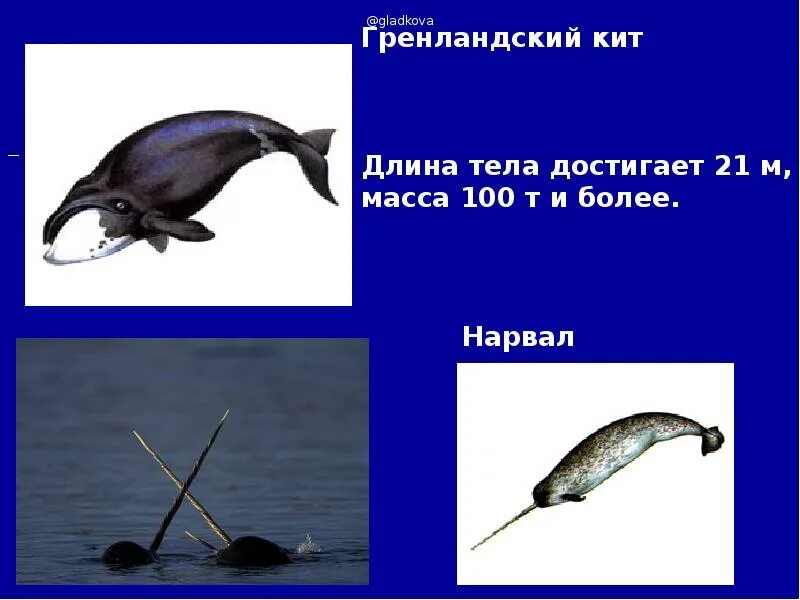 Кит длина тела. Сколько весит взрослый кит. Нарвал фото. Образ жизни китообразных. Туловище кита.