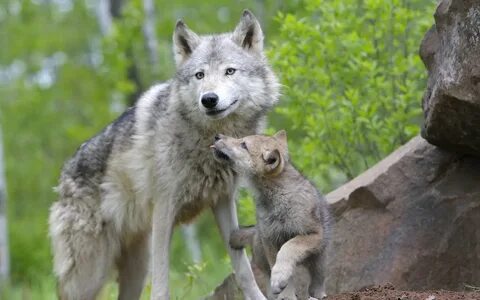Wolf 4t
