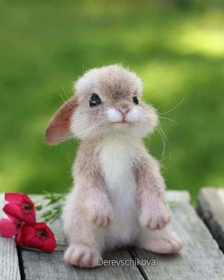 поссум (карликовый летучий кускус). померанский шпиц милашка. кошки маленькие. маленькие зверьки. котята милашки.