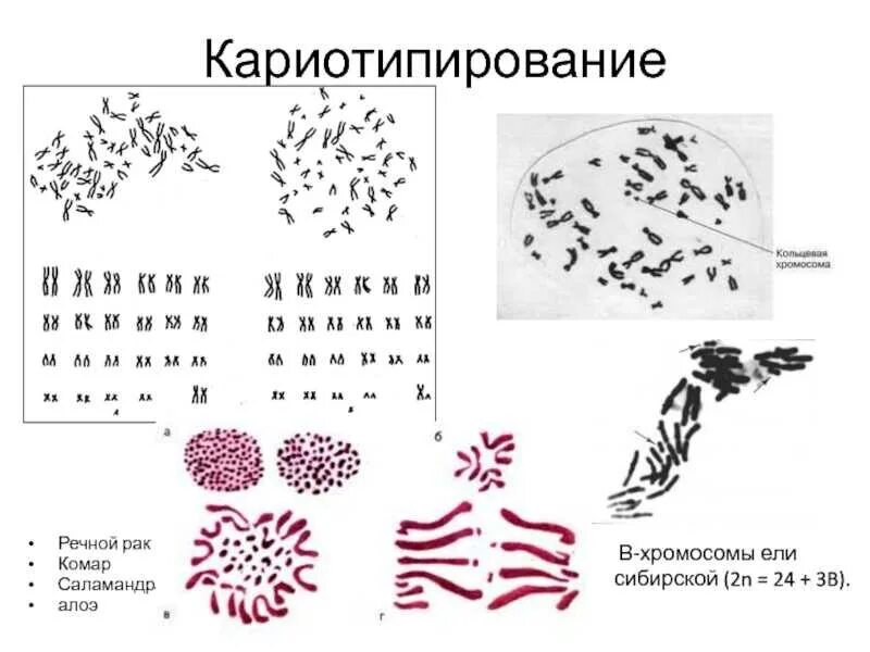 Кариотипирование цитогенетическое исследование в какой фазе. Кариотипирование, методы окраски хромосом. кариотипирование хромосом метод. кариотипирование (цитогенетическое исследование)?. методика кариотипирования.