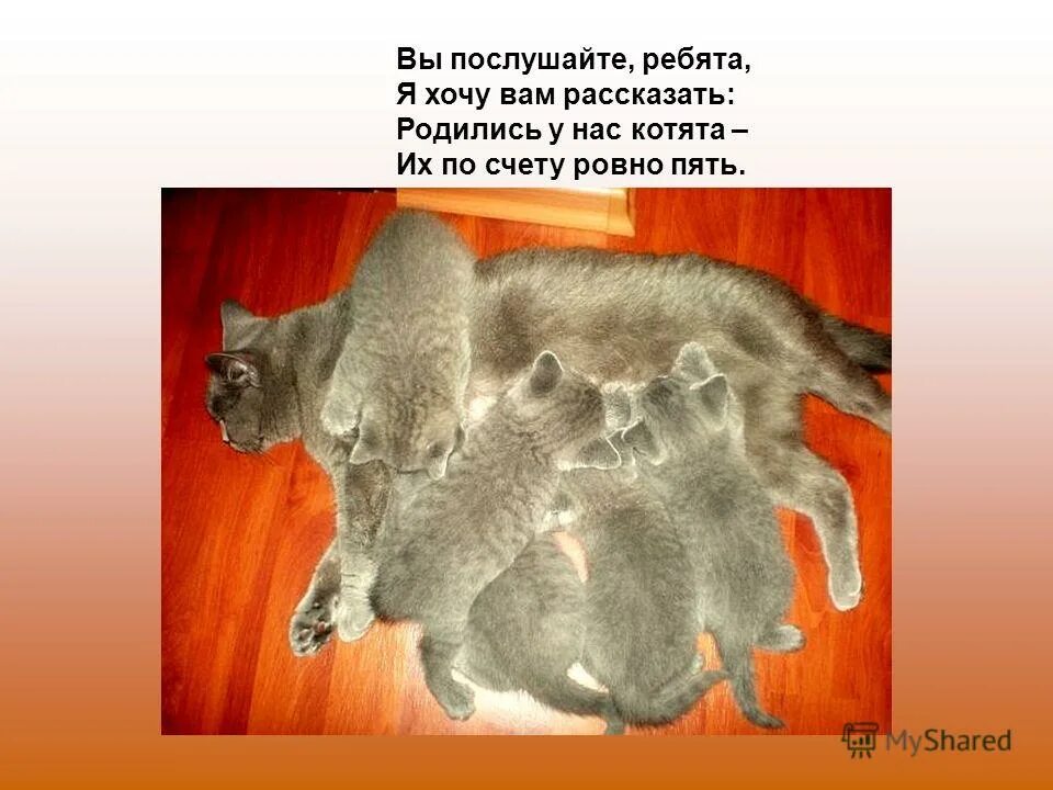 Стих родились у нас котята. 5 котят стихотворение. Стих родились у нас котята их по счету ровно 5. 5 котят стихотворение. Родились у нас котята раз два три четыре пять.
