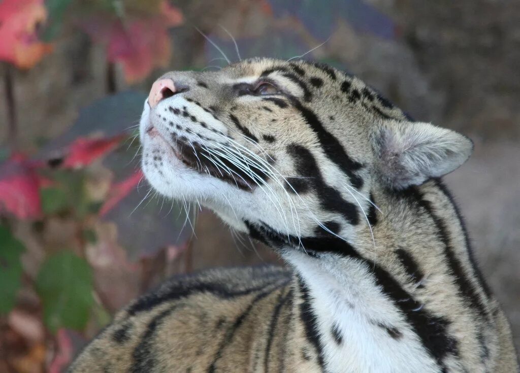 Clouded leopard
