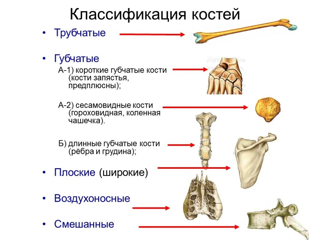 Выберите губчатую кость