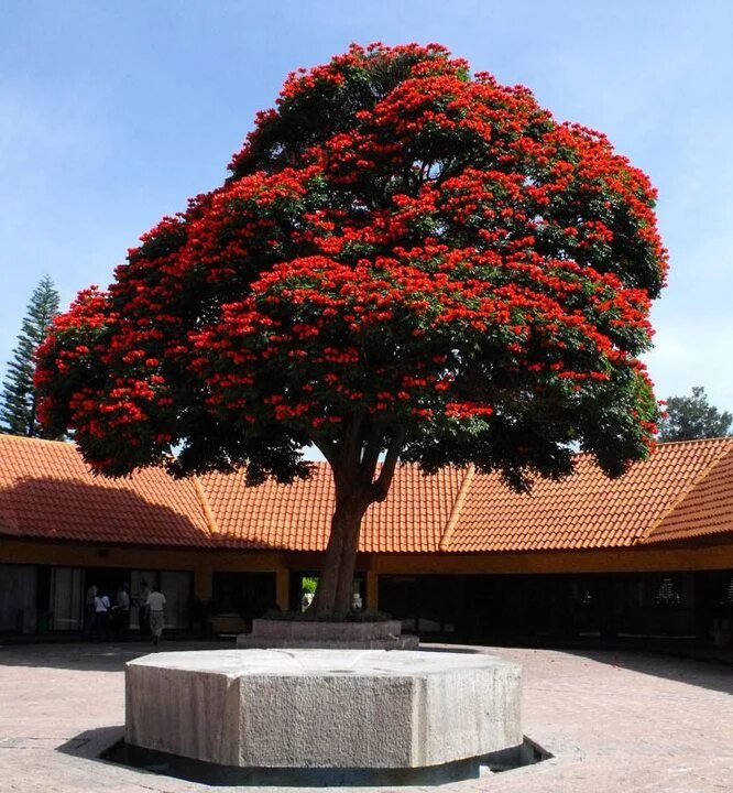 Tulip tree