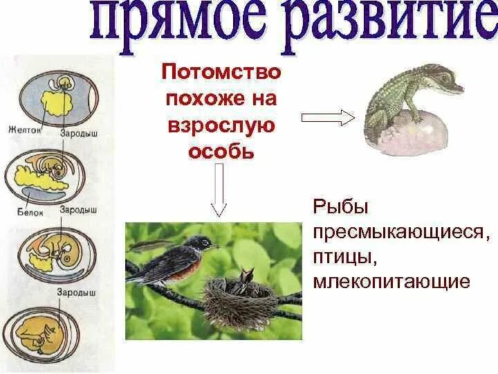 Характеристика прямого развития животных. Прямое развитие. Прямой Тип развития. Типы развития животных. Прямое развитие птиц.