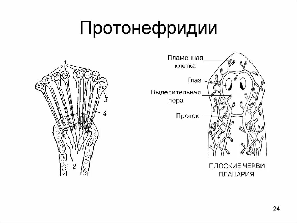 Выделительные трубочки червей. Схема строения протонефридия. Протонефридии звездчатые клетки. Выделительные трубочки протонефридии. Плоские черви протонефридии.