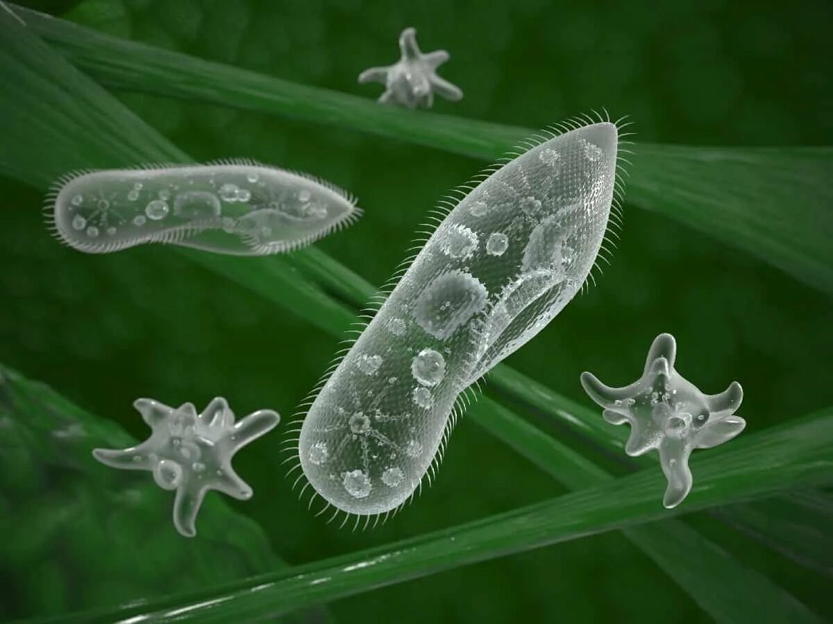 Протисты одноклеточные. Одноклеточный организм вольвокс. Царство протисты. Примитивные одноклеточные. Царство протисты водоросли.