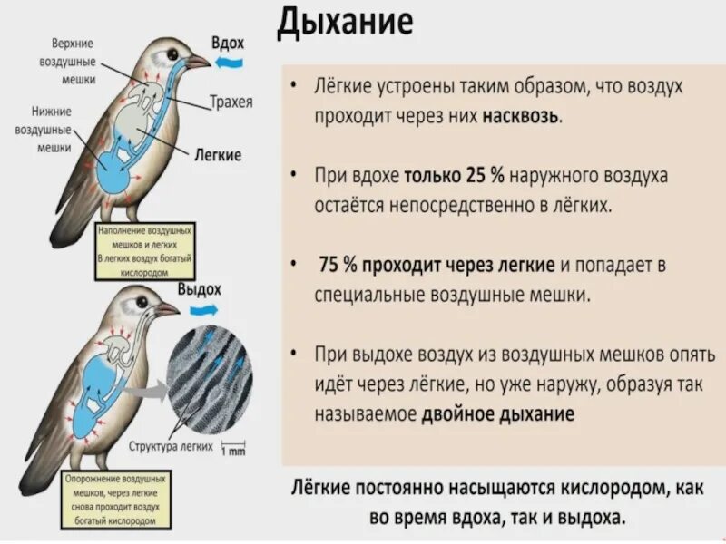 Что общего в организации птиц. Функции систем внутреннего строения птиц. Дыхательная система птиц 7 класс биология. Внутреннее строение птиц дыхательная система. Воздушные мешки у птиц.