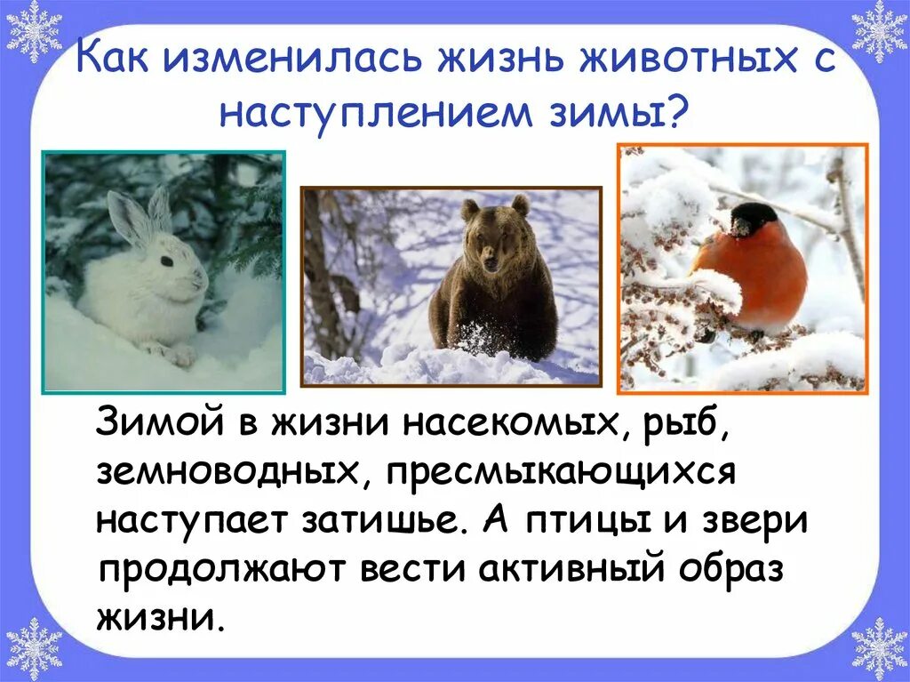 Жизнь животных зимой. Изменения в жизни зверей зимой. презентация на тему зимние животные. как изменилась жизнь животных зимой. жизнь животных зимой презентация.
