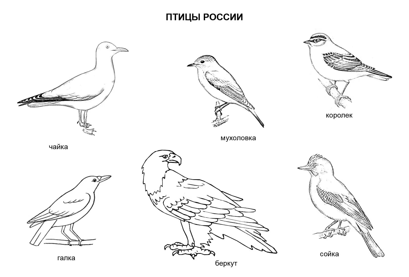 Раскраска окружающий мир 1 класс. Перелетные птицы раскраска для детей. Расскраскиперелетные и зимующие птицы».. Птицы России зимующие и перелетные птицы раскраски. Птицы зимующие в России раскраска для дошкольников.