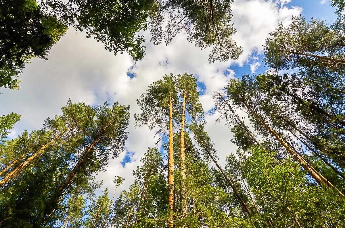 Лес сосны небо. Сосны верхушки деревьев. Верхушки сосен. Макушка сосны. Секвойя дерево.
