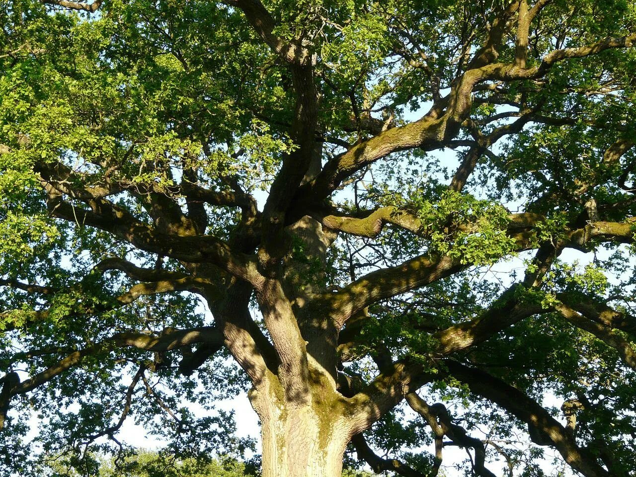 Дуб в широколиственных лесов. Объявили деревья. 350 летний дуб на масляном лугу михайловского сада. Деревья башкортостана. Дуб петра первого в летнем саду.
