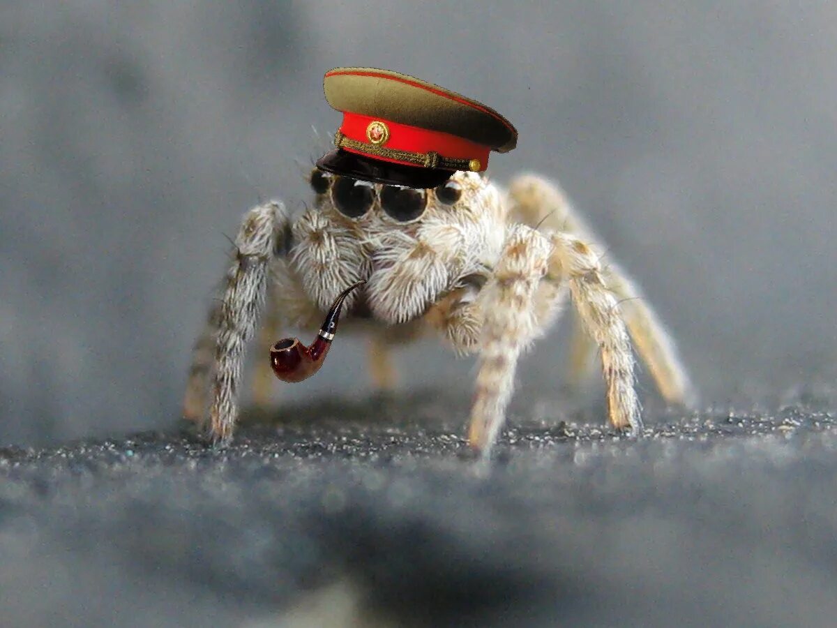 Нашествие пауков в австралии 2020. Паук из фольги своими руками. Неизвестный паук. Псалмопеус виктори. Лабиринтовый паук аранеоморфные пауки.