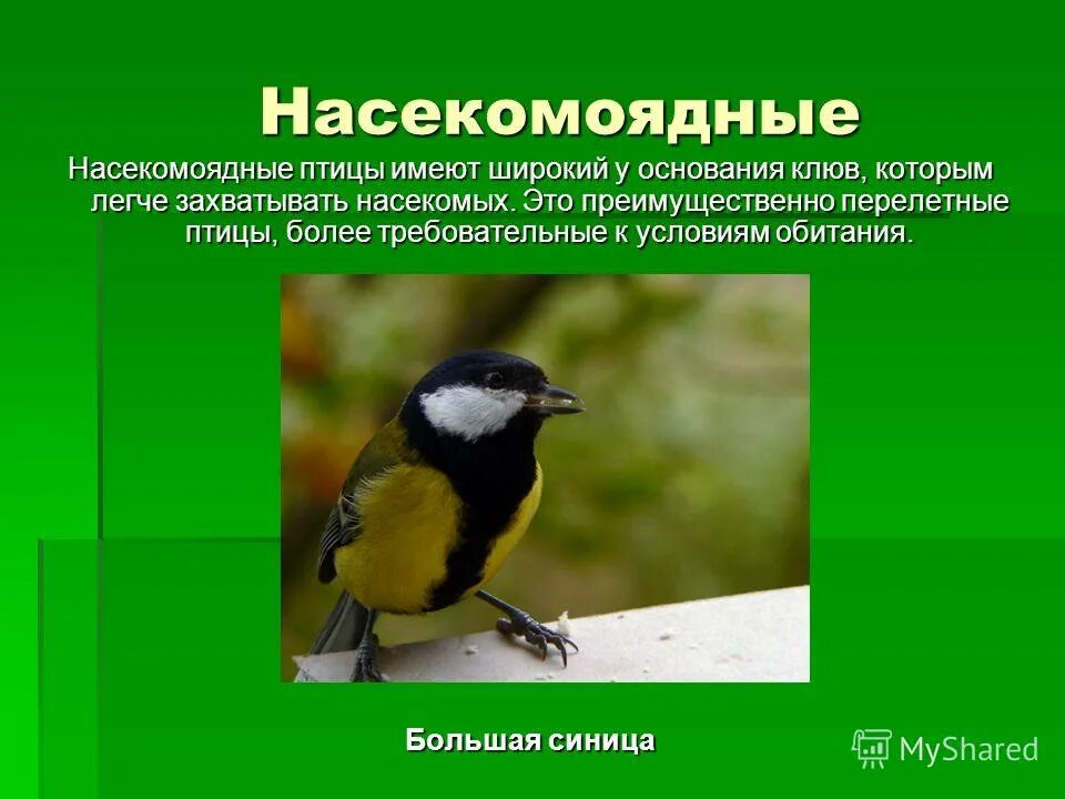 Место обитания насекомоядных. Насекомоядные птицы. Насекомоядные птицы представители. Насекомоядные перелетные птицы. Насекомоядные птицы России.