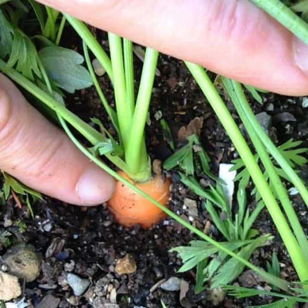 Какую почву любит морковь. Подкормка моркови. Подкармливаем морковь. Полив моркови в открытом грунте. Удобрение для морковки.