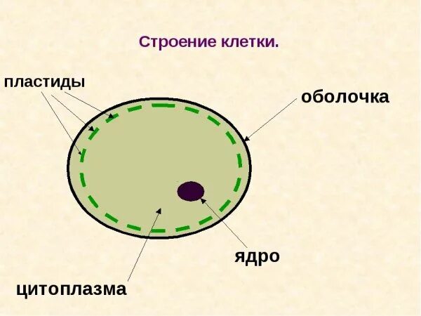 Строение цитоплазмы клетки. Клетка цитоплазма ядро схема. Строение клетки ядро цитоплазма мембрана. Строение клетки ядро цитоплазма. Ядро клетки схема