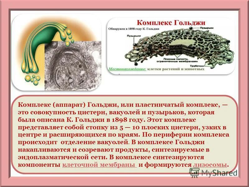 Пластинчатый комплекс гольджи функции гистология. Цис поверхность комплекса гольджи. Строение комплекса комплекса гольджи. Цис отдел аппарата гольджи. Функции аппарата гольджи в животной клетке.