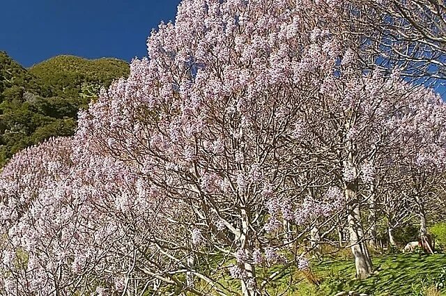 Павловния пао тонг. Павловния шан тонг. Павловния шан тонг. Павлония шан тонг/ paulownia shan tong. Павловния шан тонг.