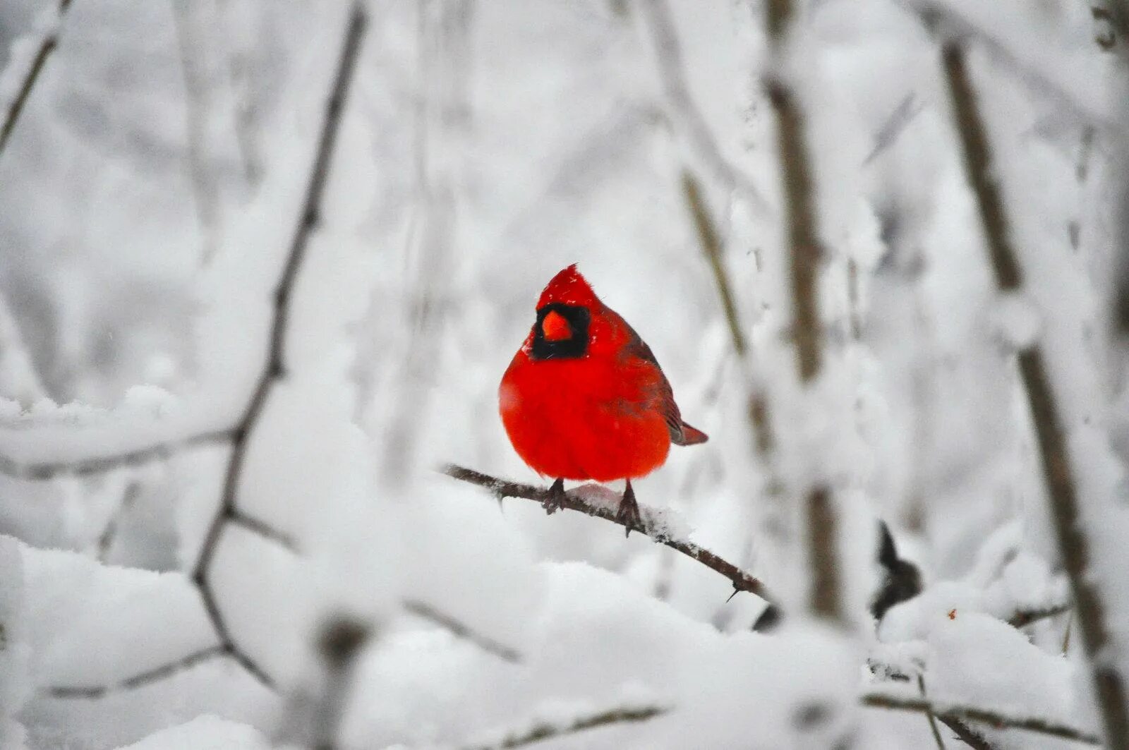 Снегирь Кардинал. Красная птица на снегу. Красный Кардинал на ветке зимой. Красный Кардинал птица на снегу.