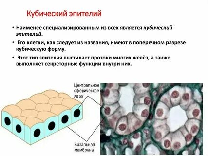 Пролиферация железистого эпителия nilm