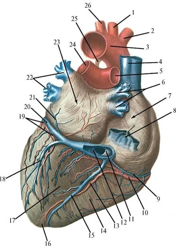 Сердечные артерии и вены. Система венечного синуса сердца. Система венечного синуса анатомия. Вены системы венечного синуса. Венечный синус сердца анатомия.