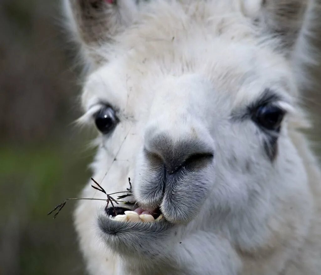 Упоротая альпака лама. Шерстистая альпака. Овца лама альпака. Альпака зубы. Злая альпака лама.