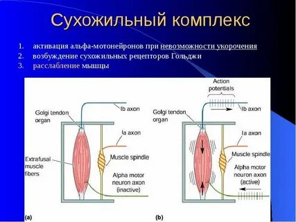 Сухожильные рецепторы являются