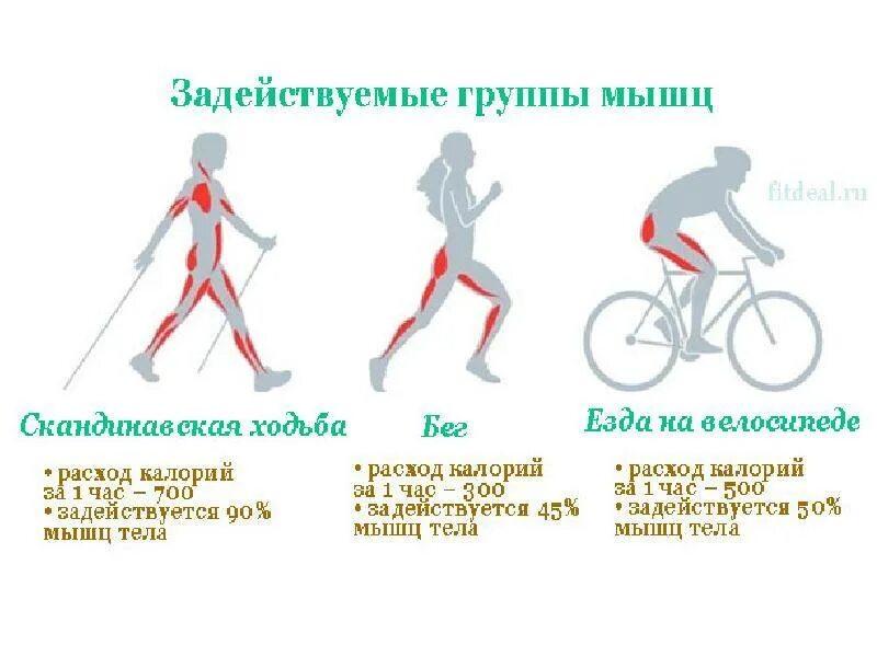 Катание на велосипеде какие мышцы. Скандинавская ходьба. Скандинавская ходьба группы мышц. Мышцы при скандинавской ходьбе. Группы мышц задействованные при скандинавской ходьбе.
