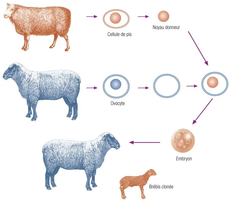 Клонирование Долли. Процесс клонирования овечки Долли. Овечка Долли клонирование биология. Овечка Долли схема клонирования. Как получили клона