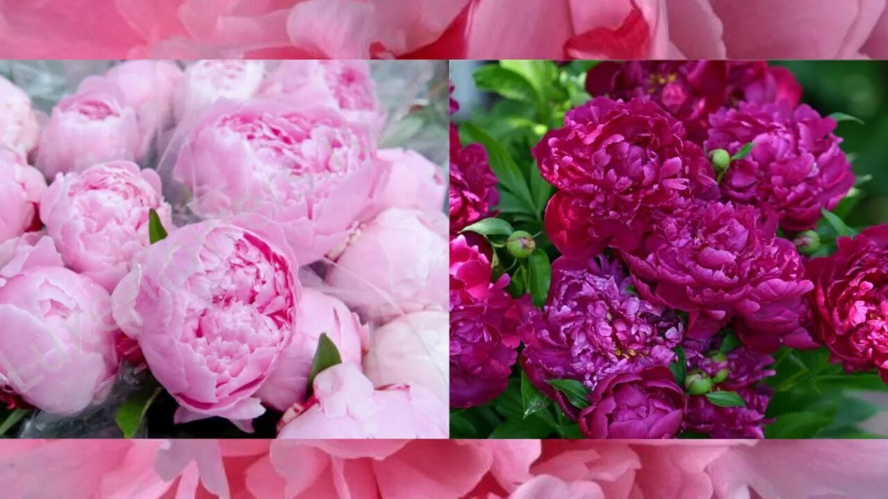 Песни про цветы пионы. Пиони пинк (peony pink). Шмель на пионе. Пион магнолия флауэр. Пион селебрейшен.