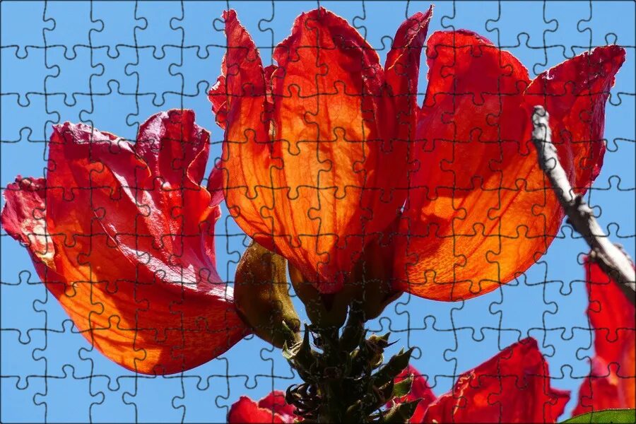 Tulip tree