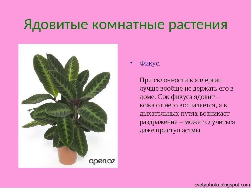 Домашние цветы опасные для людей. Опасные комнатные цветы. Ядовитые домашние растения. Ядовитые комнатные растения цветы. Ядовитые домашние цветы для людей.