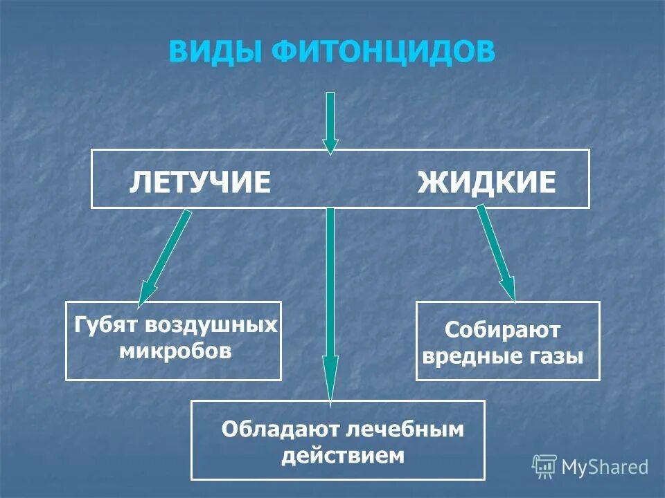 Фитонциды убивающие болезнетворные бактерии. Виды фитонцидов. Классификация фитонцидов. Фитонциды где содержатся. Фитонциды функции.