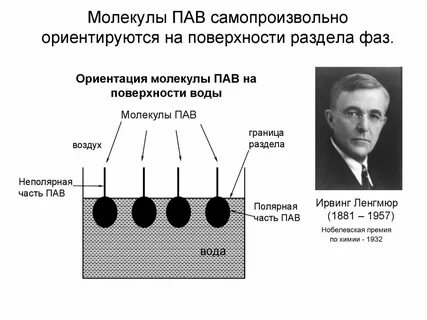 Пав на английском