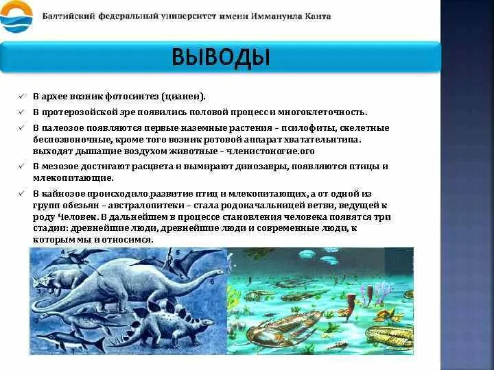 Жизнь возникла в эру. Появление полового процесса в архее. Протерозойская Эра животные и растения таблица. В какой эре появился человек. Эволюционные процессы в палеозое.