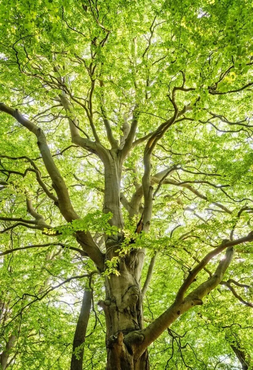 Дерево ис. Дерево Tamanu Tree. Нанму дерево. Ньятон дерево. Эльмак дерево.