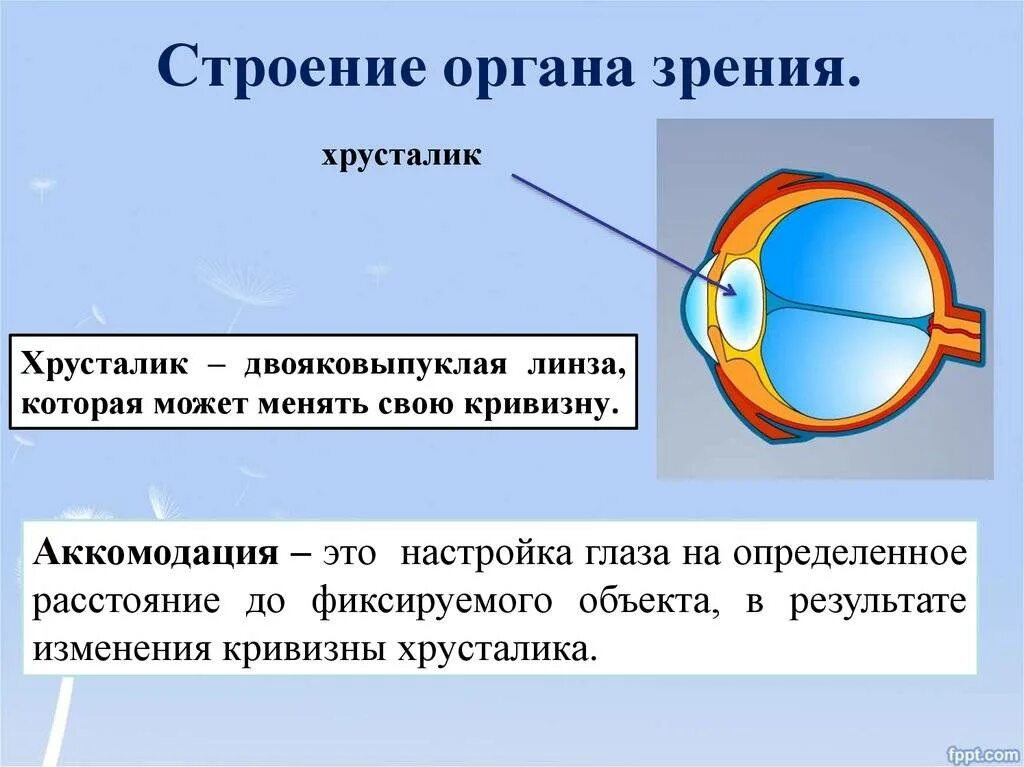 Основные функции зрения. Зрительный анализатор строение глаза. Строение хрусталика глаза. Орган зрения глаз биология 8 класс. Орган зрения анатомия презентация.