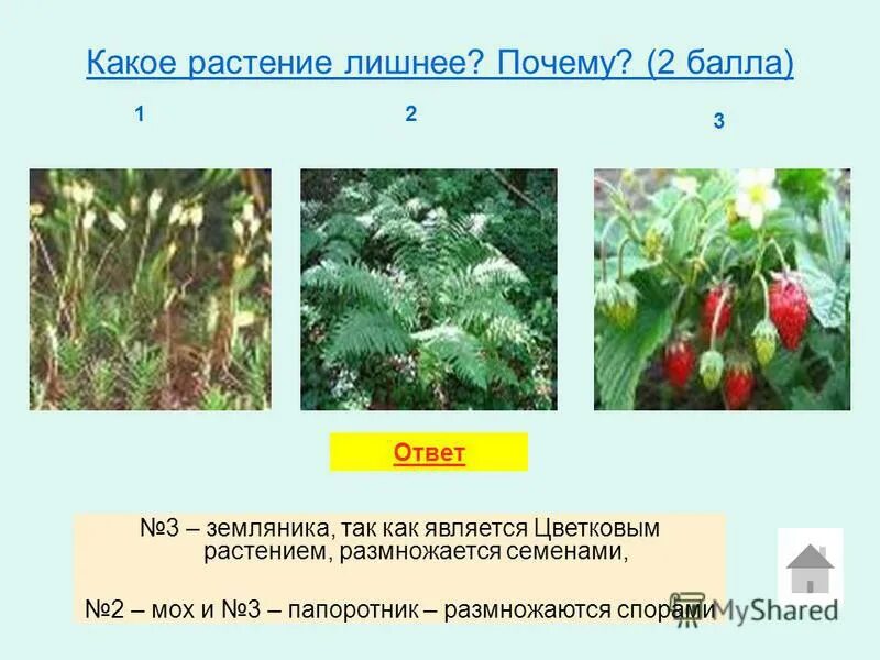 Семенами размножаются ответ