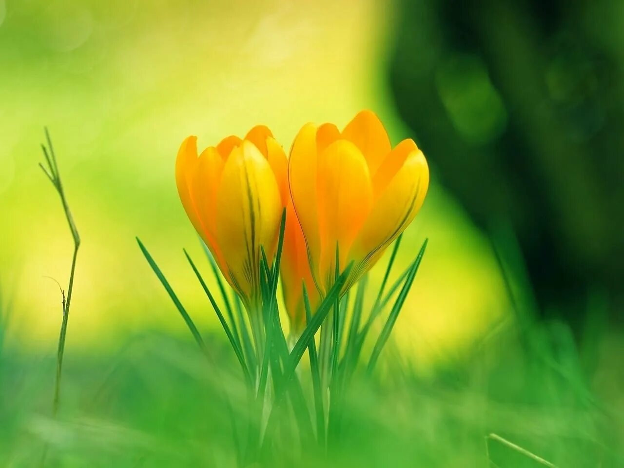 Пожелания с добрым утром прикольные бесплатные весенние. Весенние цветы. Хорошего дня и отличного настроения. Пожелания доброго дня. Желаю отличного дня.