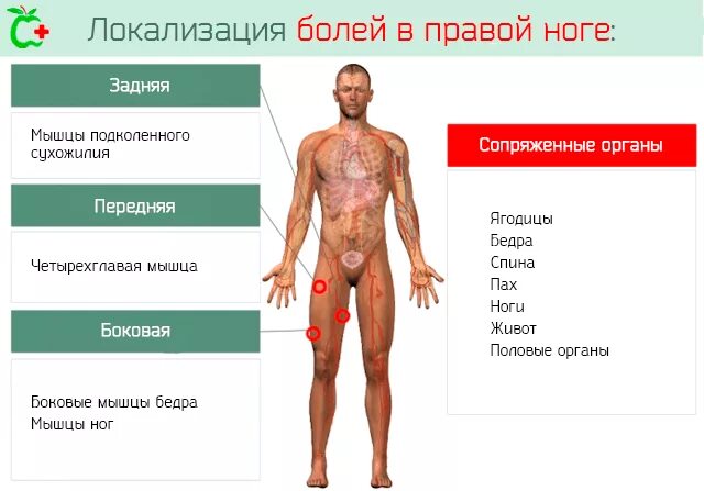 Локализация боли и причины. Дискомфорт в правой ноге. Икры ног. Боль в суставах. Дискомфорт в правой ноге.