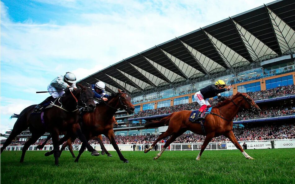 Ascot horse race. Royal ascot race. Королевские скачки аскот. Royal ascot кубок. Ascot horse race.