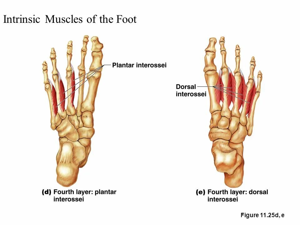 Palmar interossei. Dorsal interossei mm. Plantar interossei m.. Interossei мышца. Muscle feet.